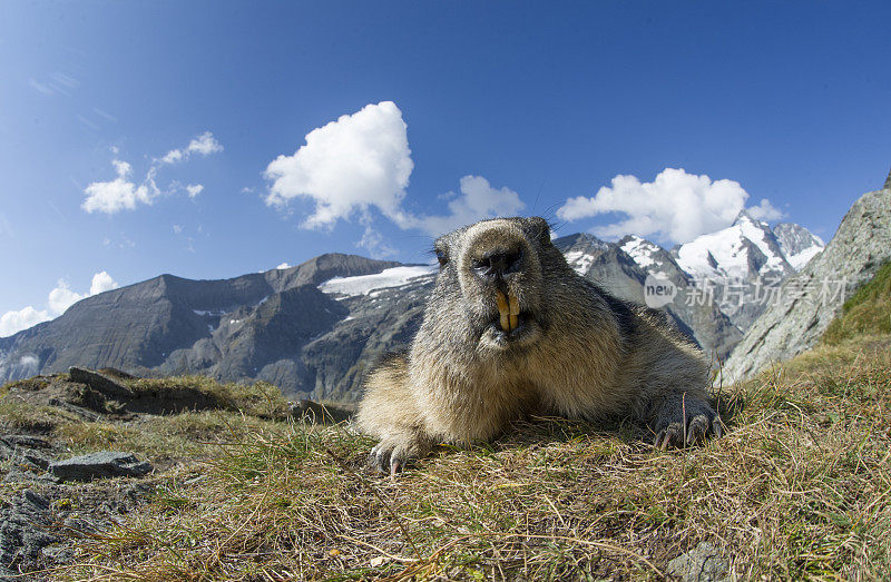 高山土拨鼠 (Marmota marmota)